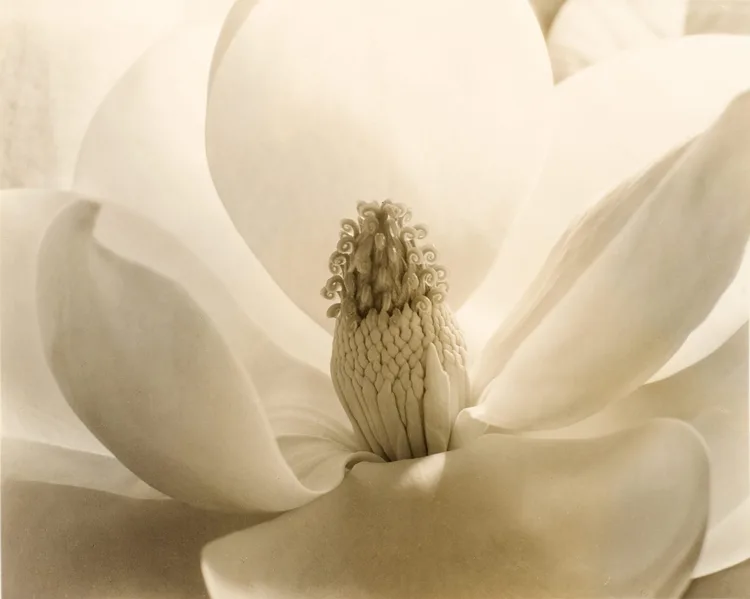 Imogen Cunningham, Magnolia Blossom, 1925 | LACMA Collections
